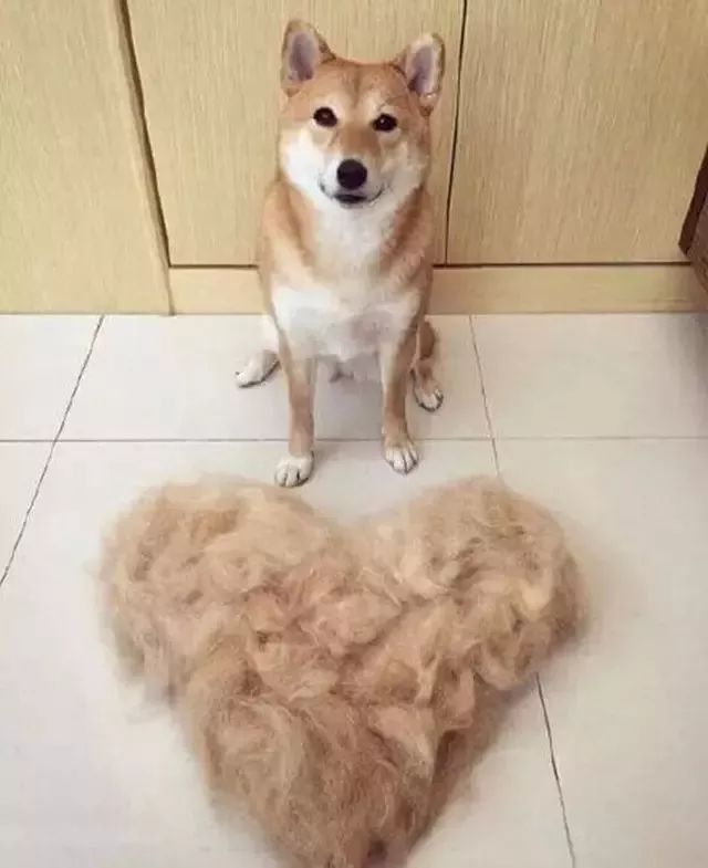 狗狗秋季掉毛严重什么原因,狗狗掉毛程度排行榜