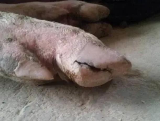 猪烂蹄子病多发在什么季节,猪烂蹄症状