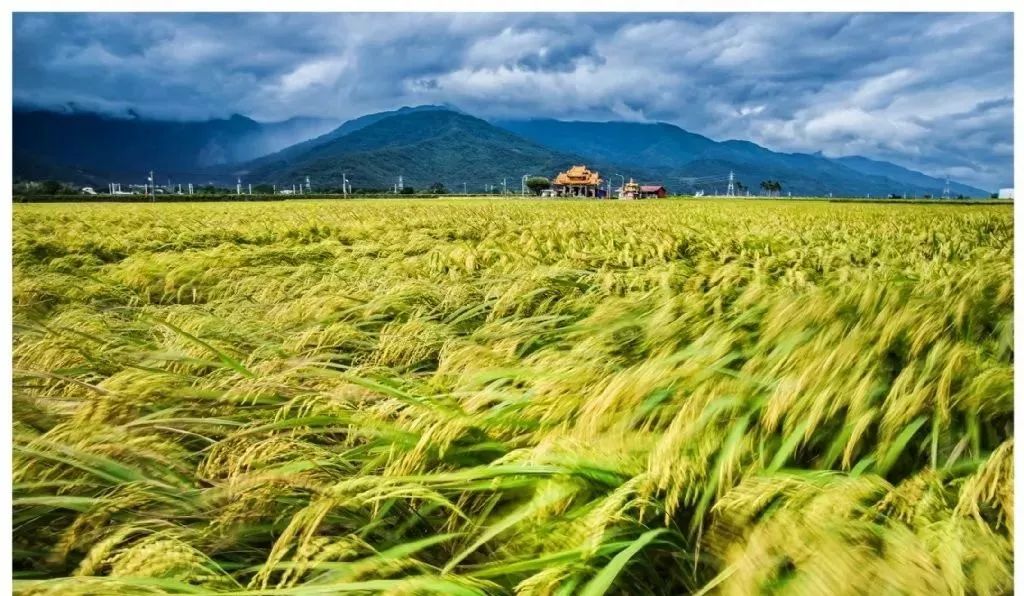 广州增城区宛若故里稻田里民宿,清远稻田田野民宿