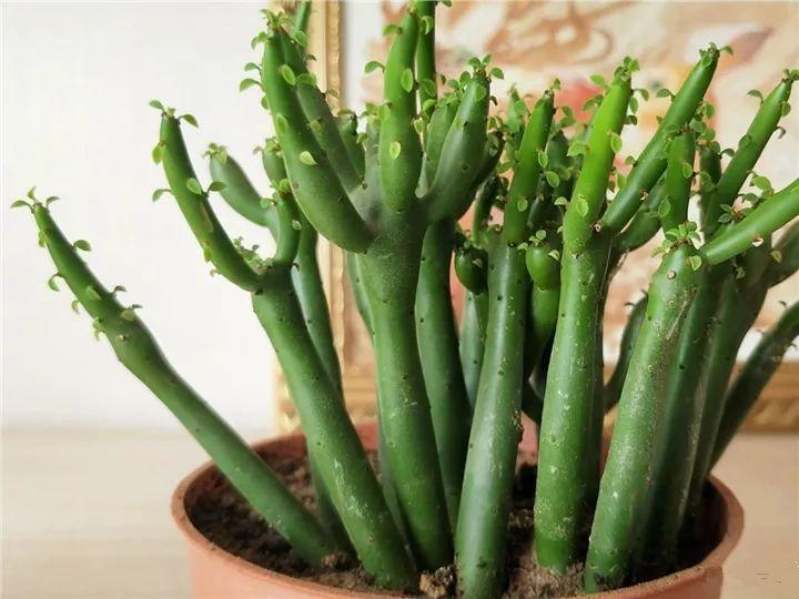 什么多肉夏天也能够继续生长,教你十大多肉养护技巧