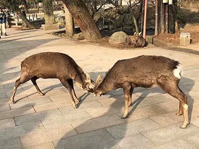 2020鏃ユ湰澶ч槳,澶ч槳浜兘濂堣壇鍏ぉ瀹夋帓