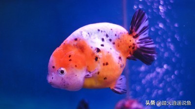 兰寿养好的要害,头肉对身体不好吗