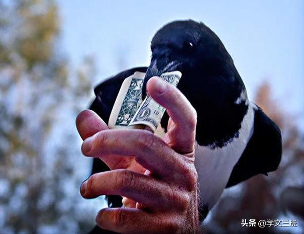 同样是鸟，为啥乌鸦能这么流氓？