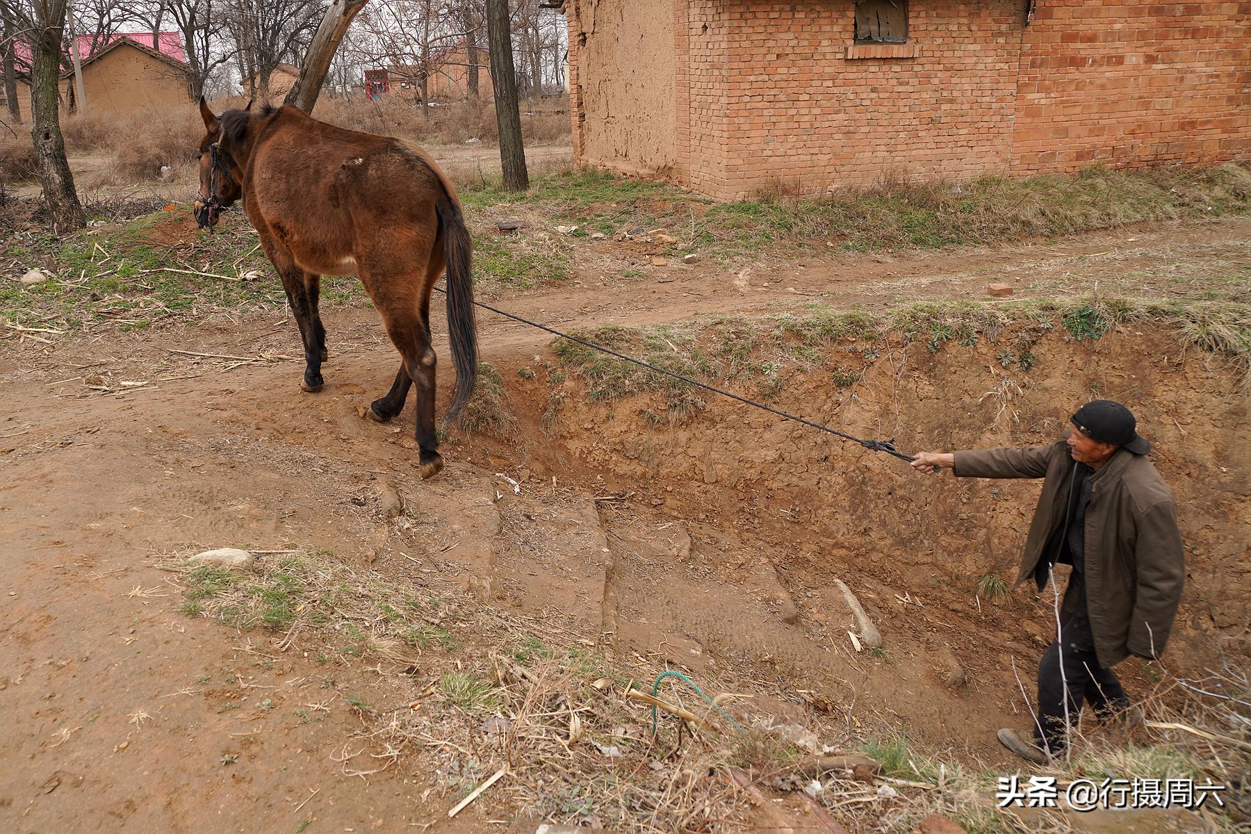 农村老汉养8只狗,农村大爷养小宠物