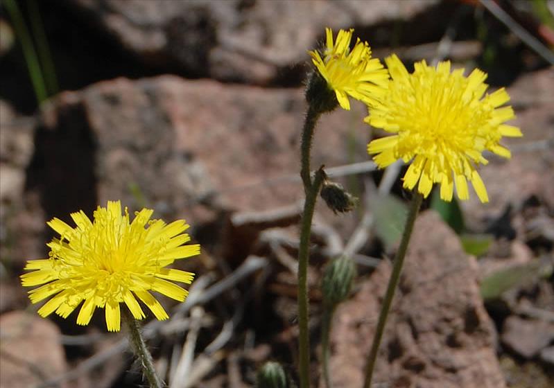 生日鲜花用哪几种花,代表友谊长存和生日快乐花语的花