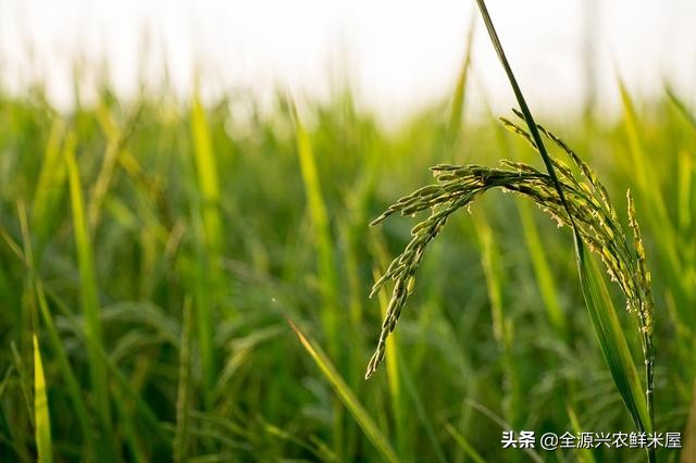 吉林大米比五常大米更好,吉林大米的特点