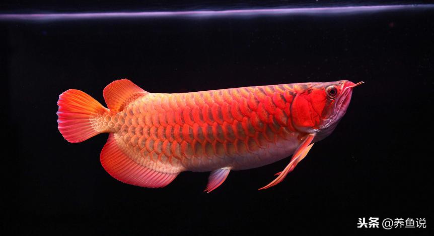 鱼缸中的硝化细菌主要在哪里,鱼缸中的硝化细菌有什么功能