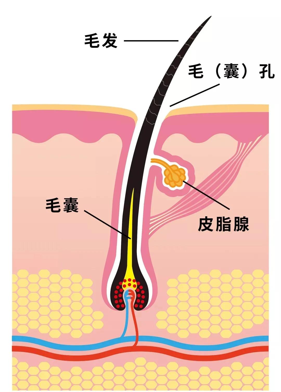 冷水洗脸收缩毛孔正确方法,冷热水交替洗脸能够收细毛孔吗