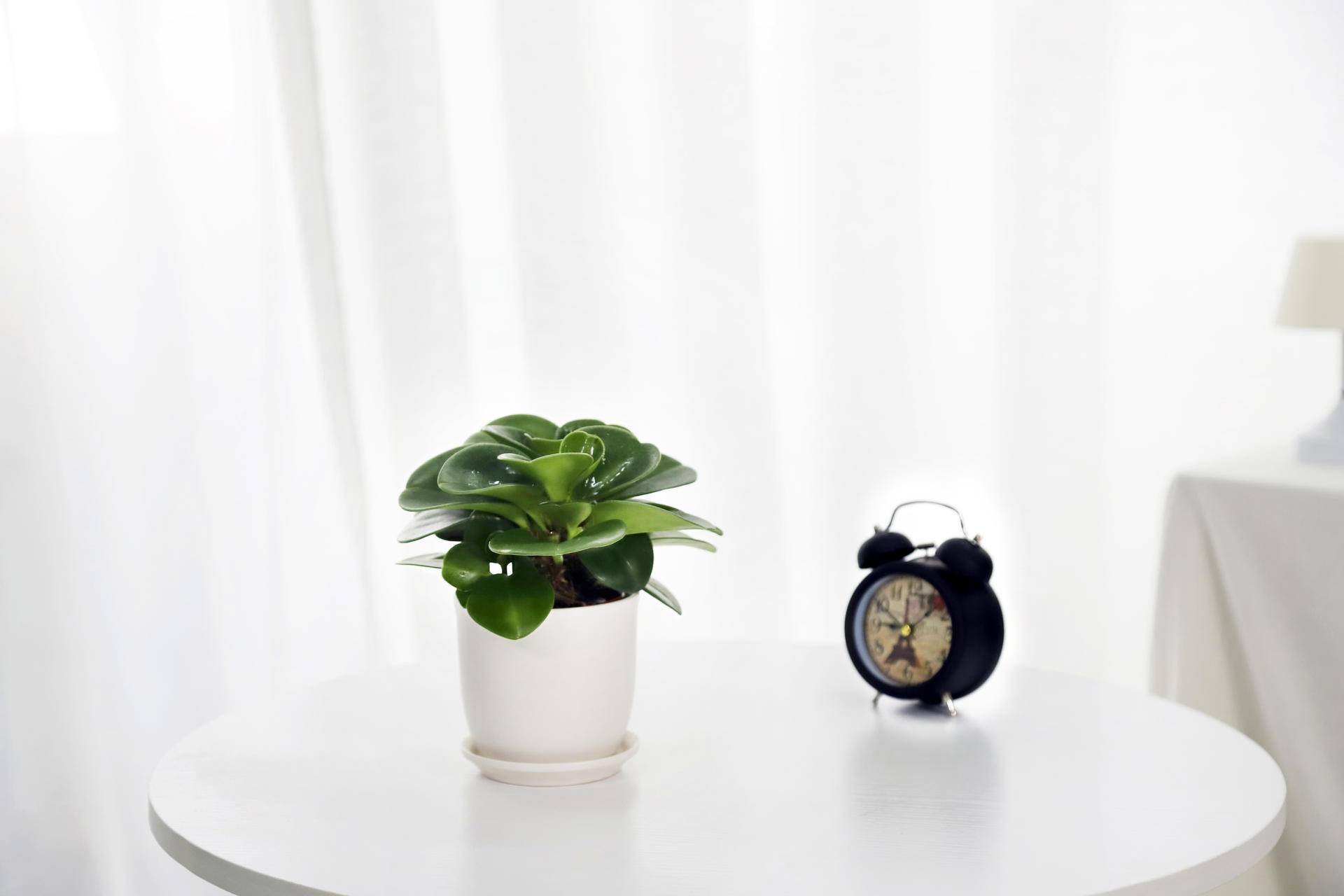 碧玉莲的养殖方法和注意事项盆栽,碧玉的养殖方法和注意事项