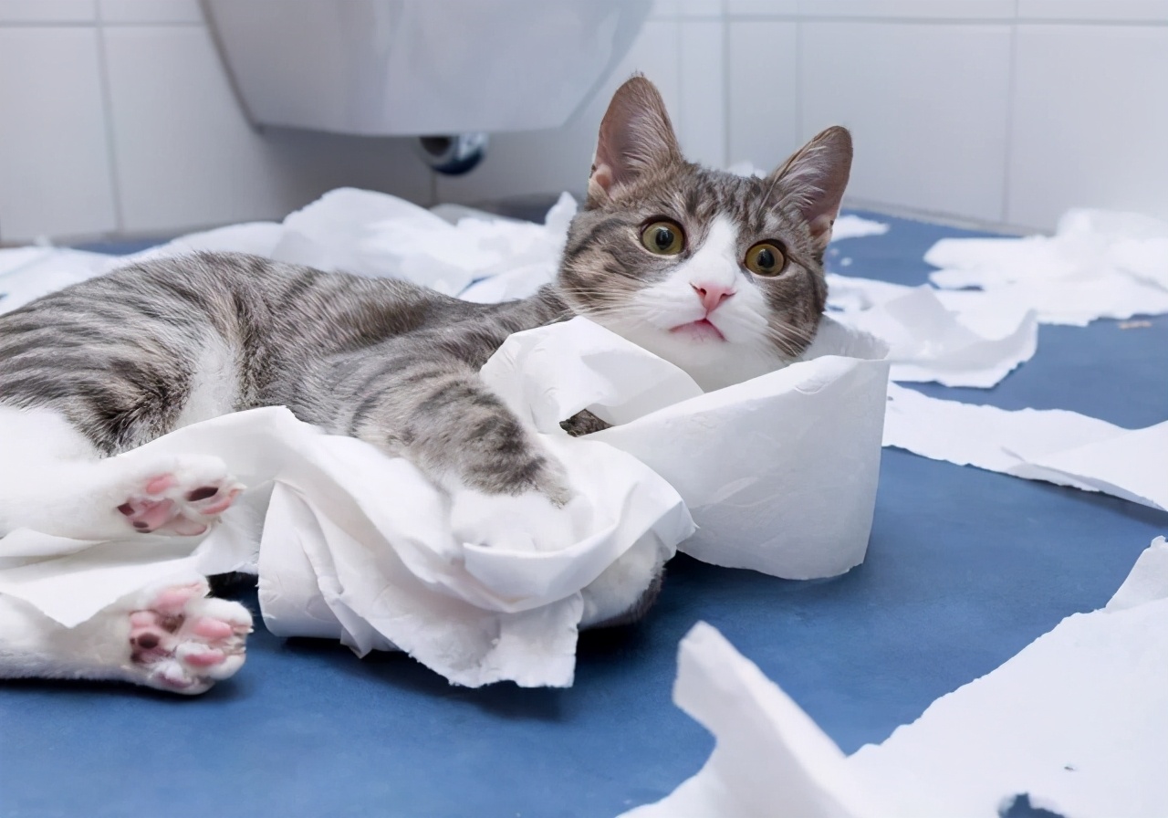 猫咪呕吐的常见原因及处理方法,猫咪常见的呕吐原因和对应方法