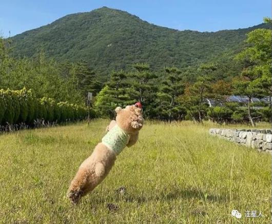 贵宾讨厌主人的表现,贵宾有哪些行为是代表它讨厌你