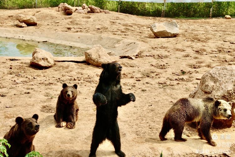 游玩万安山,洛阳万安山游玩攻略