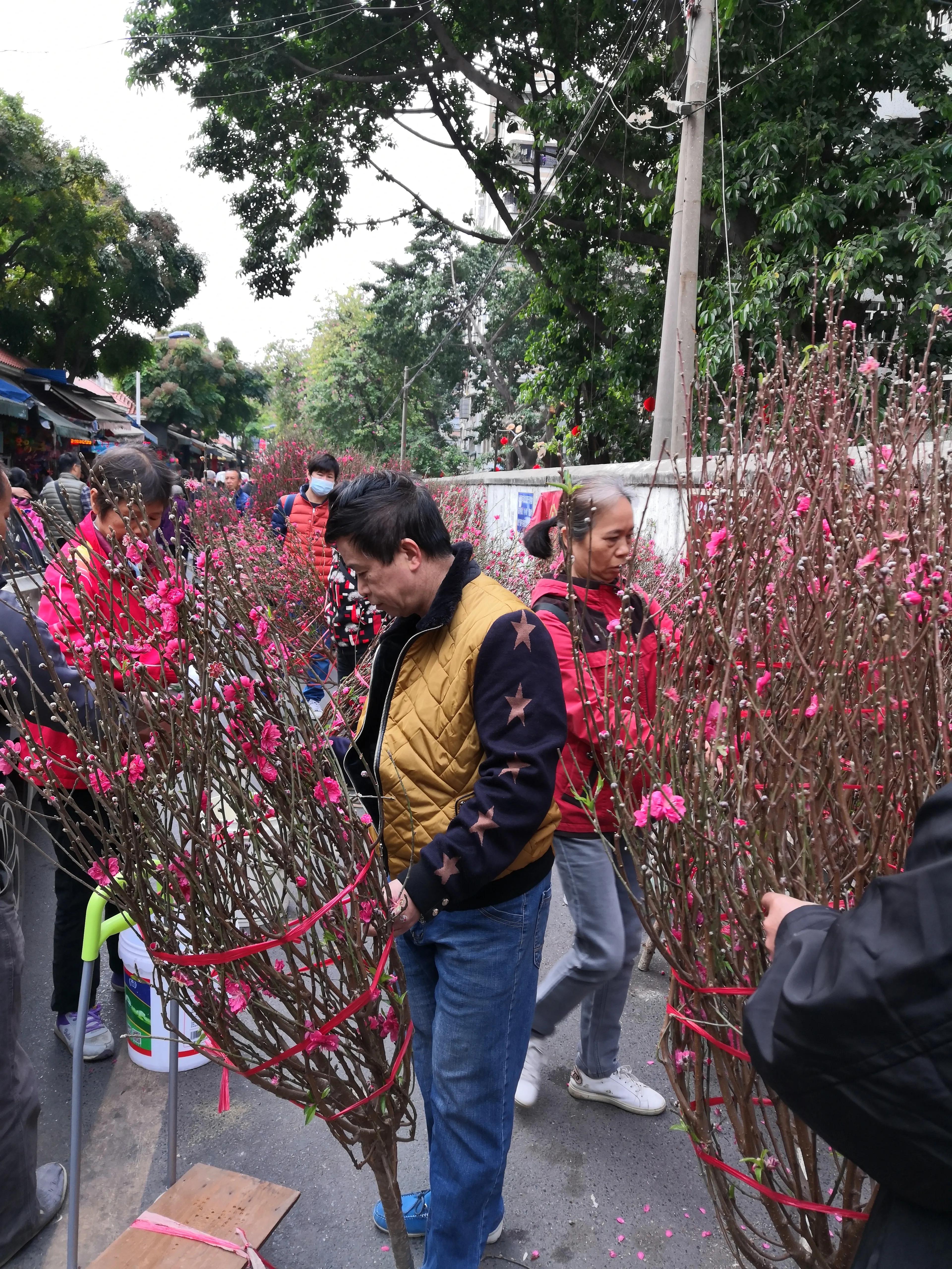 故乡的桃花,故乡的桃花开了