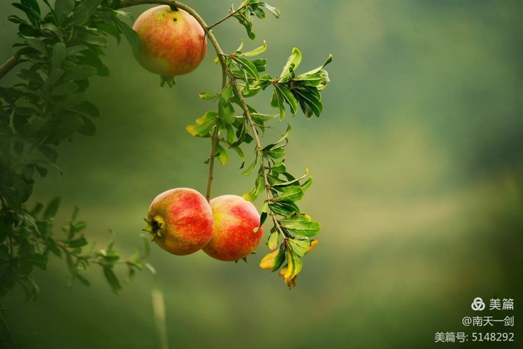 石榴一般几月份熟,石榴怎么判断熟了