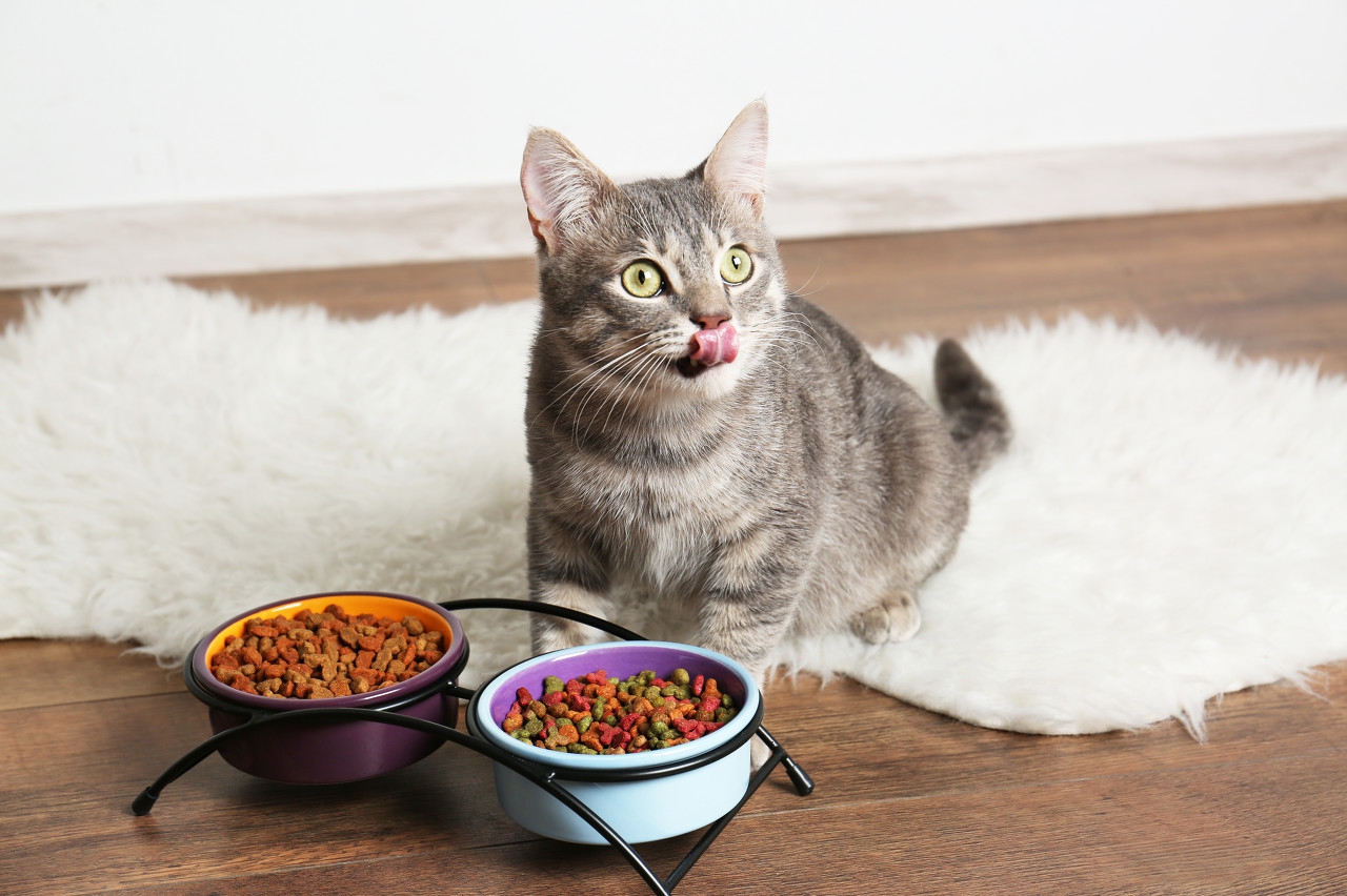猫咪吃得太杂会怎样,猫咪吃得太咸会怎么样
