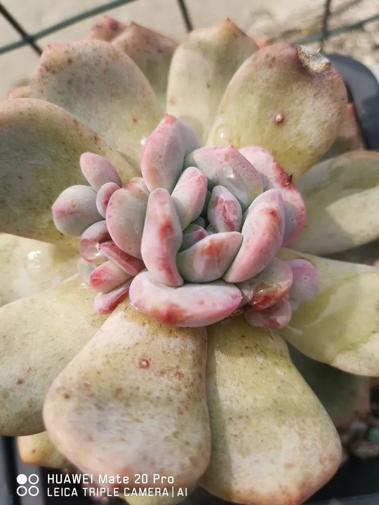 冬日如何更好地养多肉,冬天能够户外养护的多肉