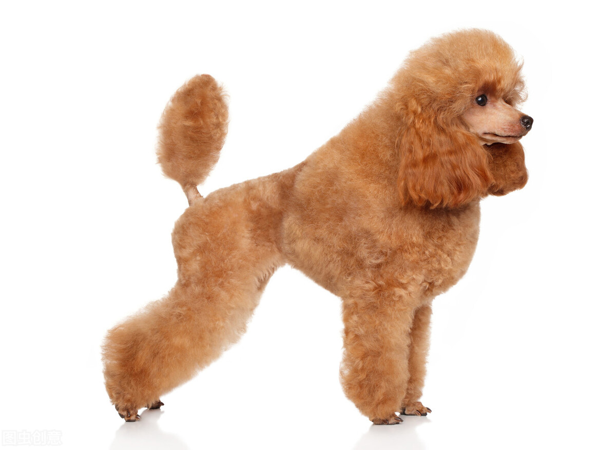 贵宾犬一般性格,贵宾犬的6大优点养一只不吃亏
