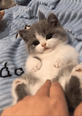 上班族合适养的猫咪,合适上班族养的猫咪