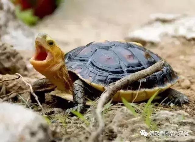 黄缘龟怎么养,黄缘龟吃什么