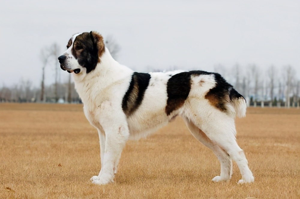 牧羊犬被哪些城市禁养了,大型牧羊犬禁止养吗