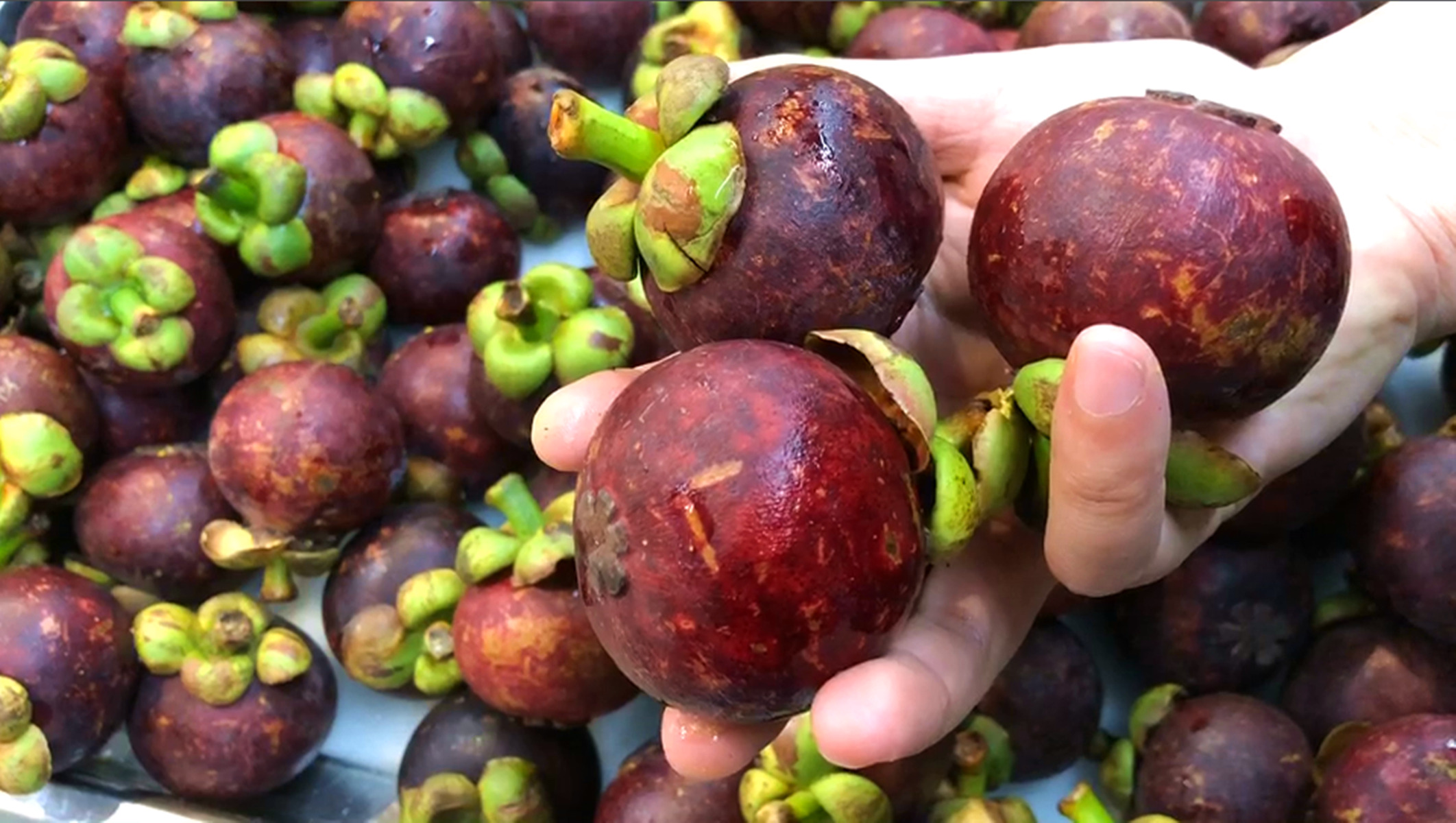 多核山竹怎么挑选,怎么挑多核山竹种子好