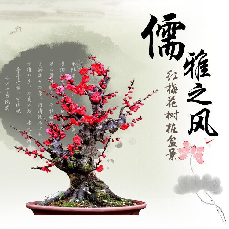 红梅花盆栽耐寒多少度,红梅耐寒能够耐多少度