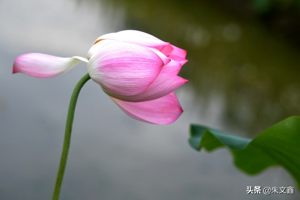 芜湖赏荷花,芜湖赏荷花好去处推荐