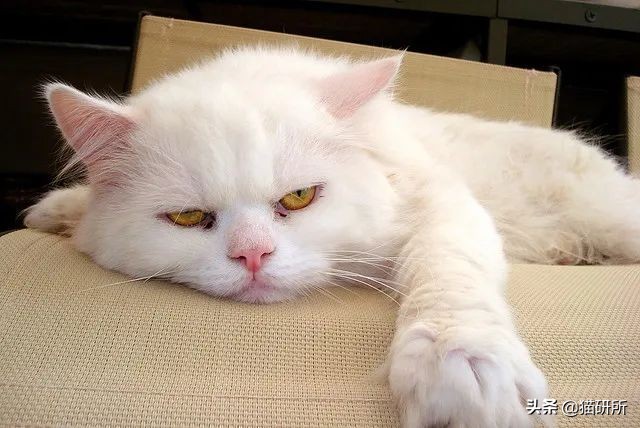 疫情出不去猫咪绝育拆线怎么办,猫咪发情期间能做绝育手术吗