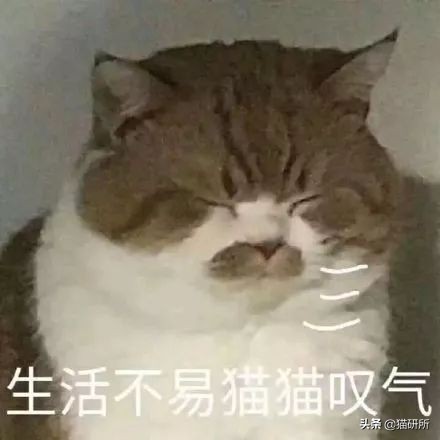 有陪智能猫砂盆真实测评,半封闭全自动猫砂盆测评