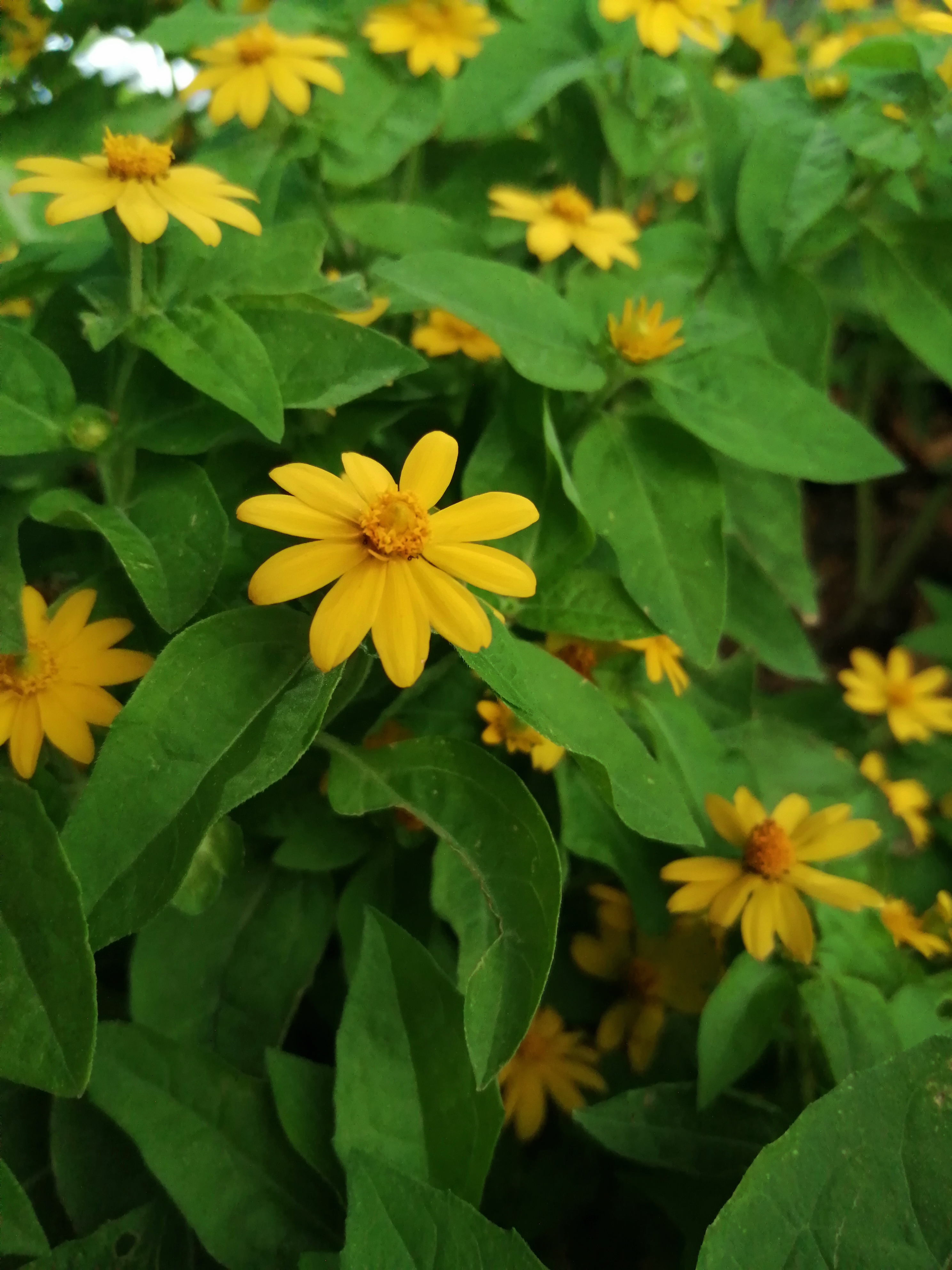 广州海心沙亚运公园广州塔格桑花,游广州海心沙公园