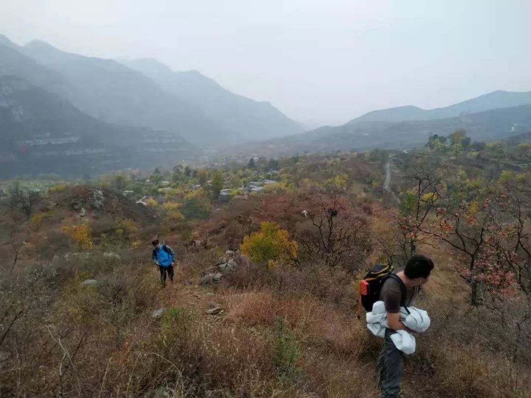 房山南北梯摘柿子,冬天去清凉山摘柿子