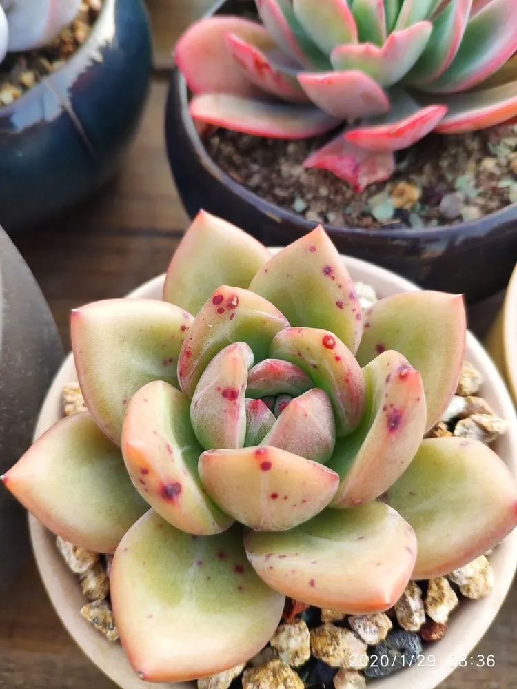 多肉不合适新手养,多肉入坑到什么程度好