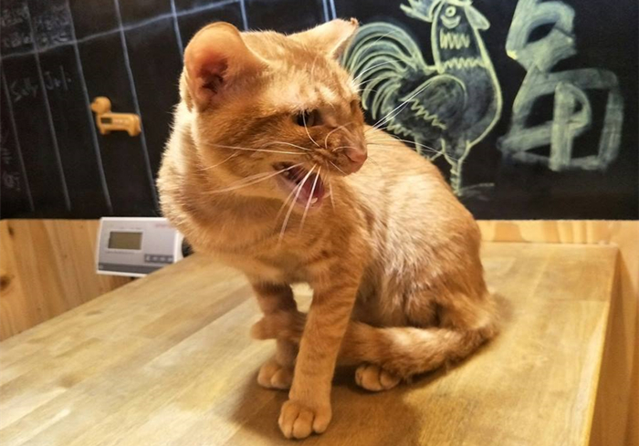 猫咪体重低怎么回事,猫咪体重忽上忽下