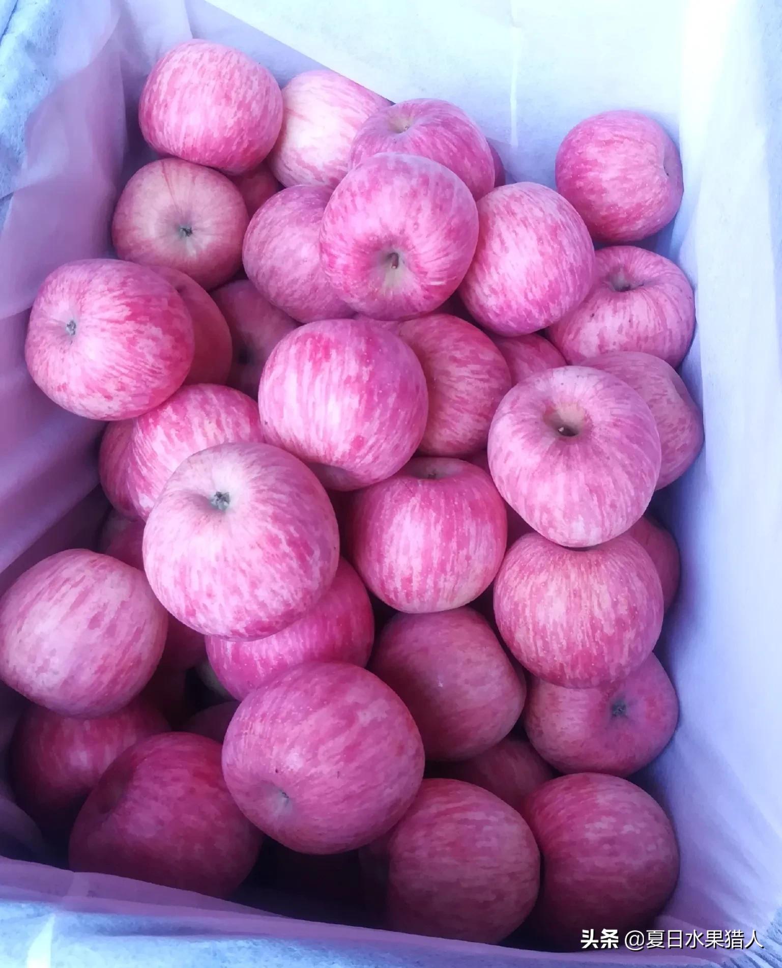 苹果期货操作建议,苹果期货最新操作建议