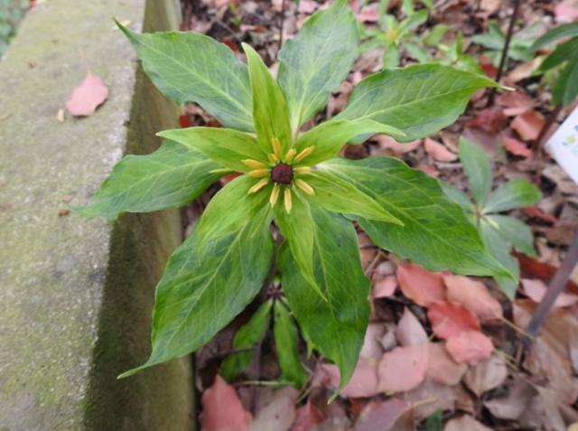 最近竹林发现的野草,竹林里常见的野草
