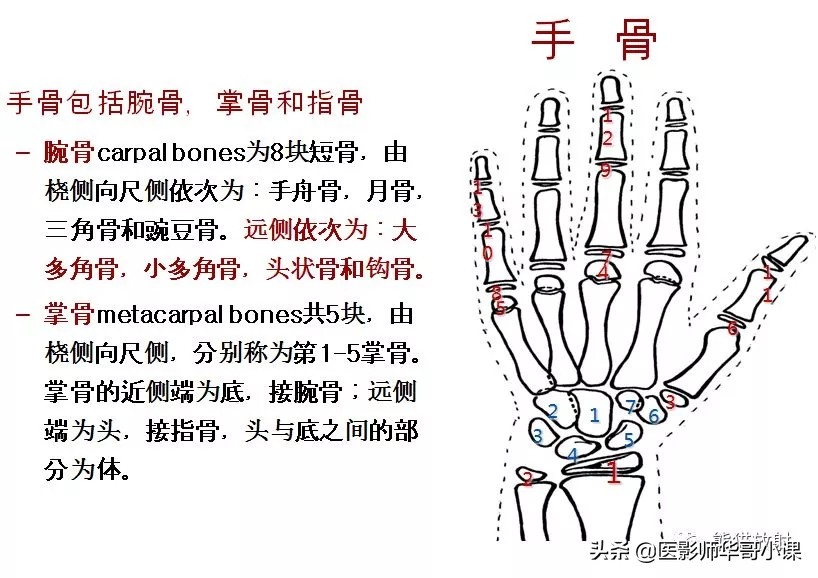 骨龄片对照图谱测骨龄准不,骨龄14岁男孩骨龄图谱