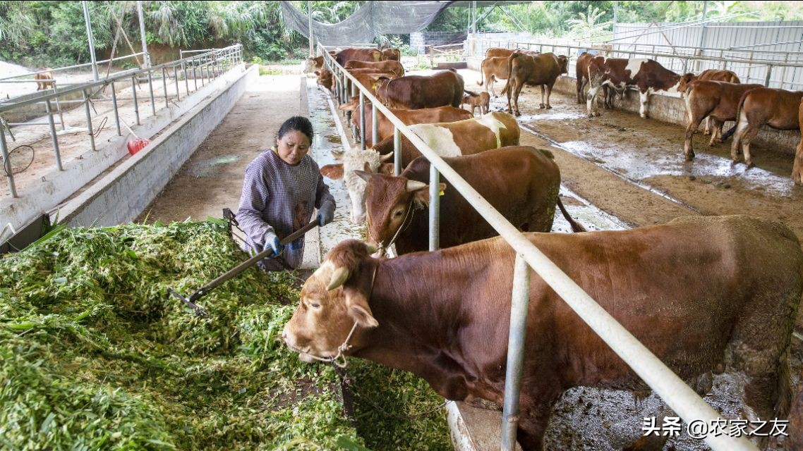广西河池大化养牛,广西大化瑶族自治县养牛场