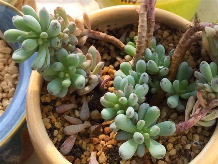 什么多肉夏天也能够继续生长,教你十大多肉养护技巧