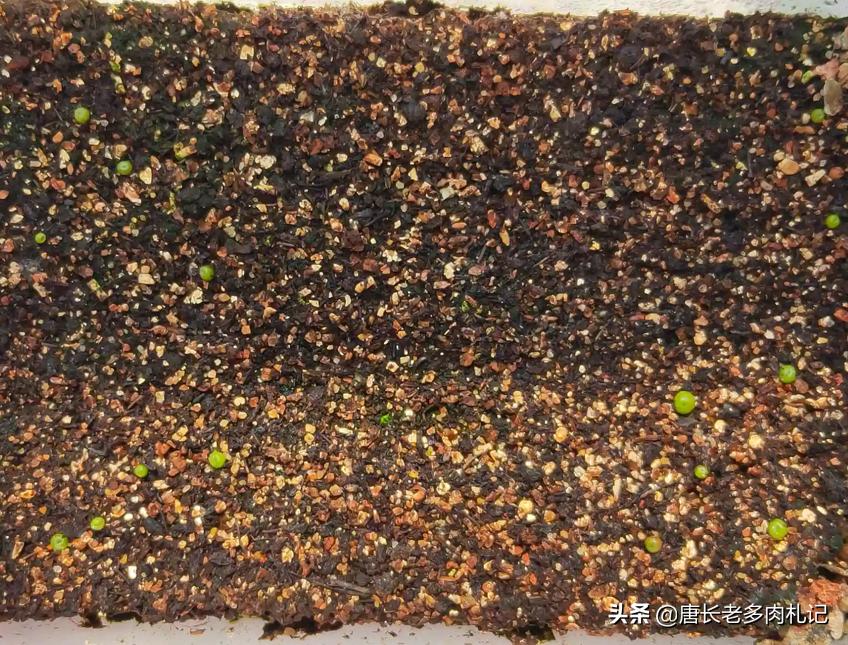 多肉播种能够用生根粉吗,播种的多肉一般多久长大
