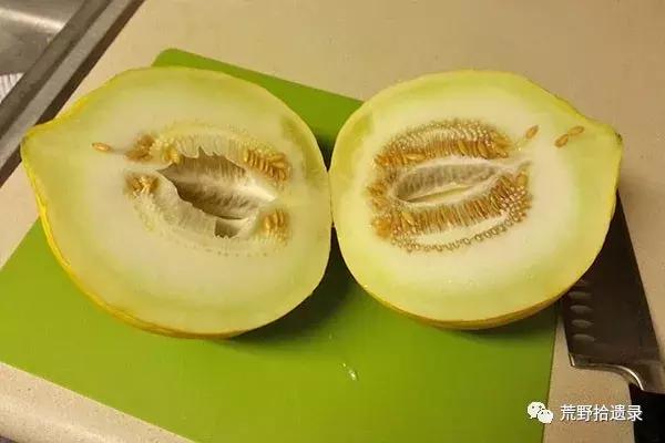 四川合适种植哈密瓜甜瓜品种,甜瓜种植技术新疆哈密瓜