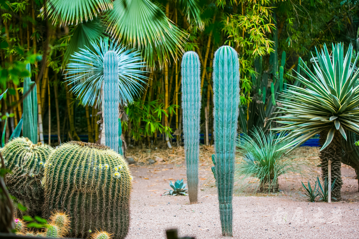伊夫圣罗兰何时逝世,伊夫圣罗兰葬礼