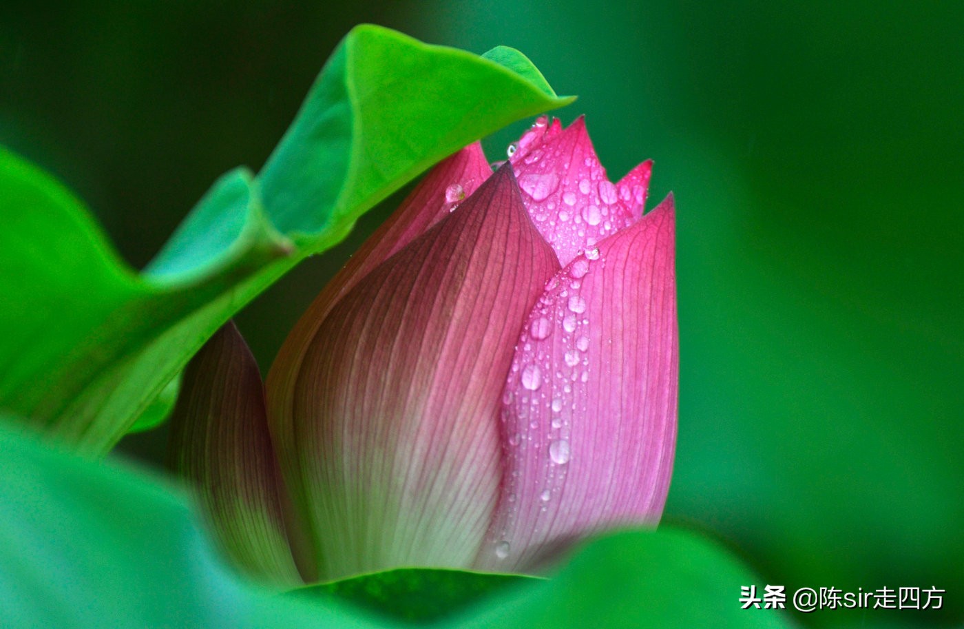 重庆夏天最好的避暑胜地有哪些,重庆周边能够钓鱼避暑的农家乐