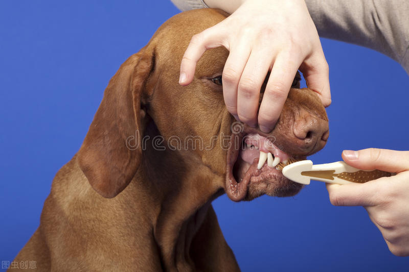 狗狗牙龈发炎如何处理,狗狗牙龈发炎吃甲硝唑要吃多少