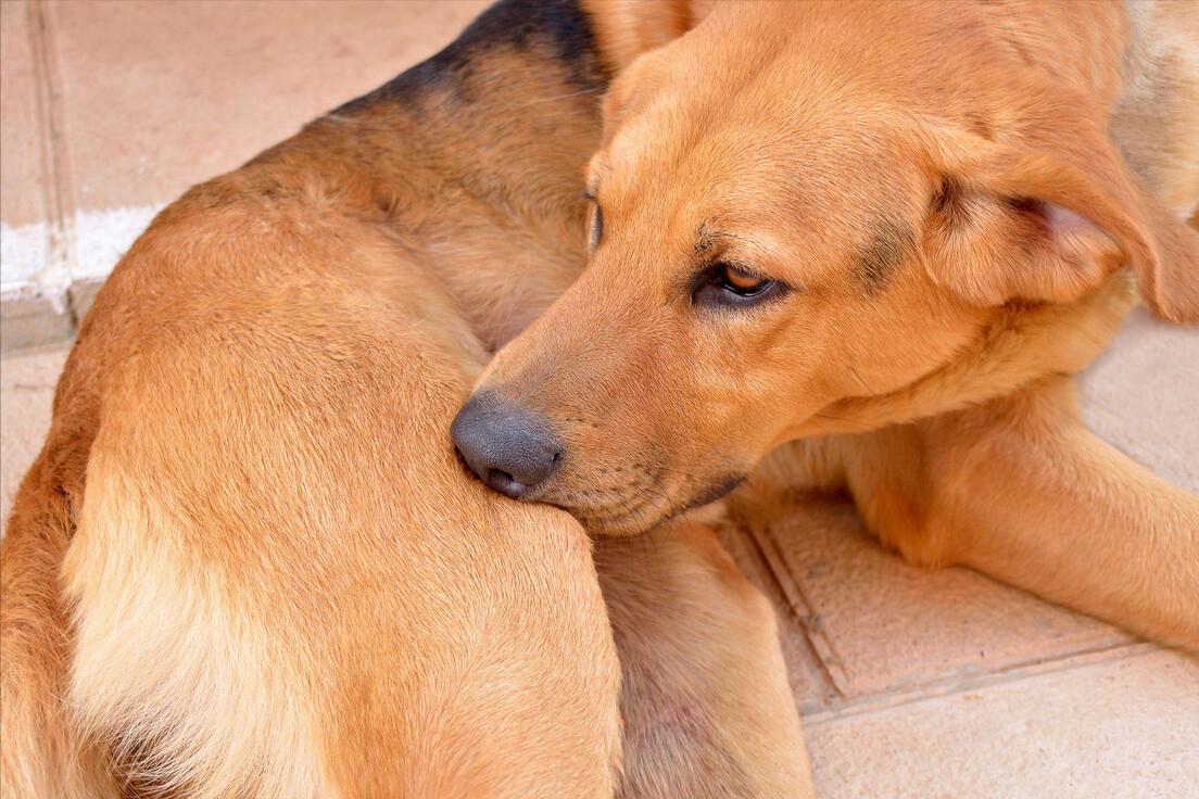 狗狗有跳蚤怎么办？这5个“妙招”，能够帮你搞定