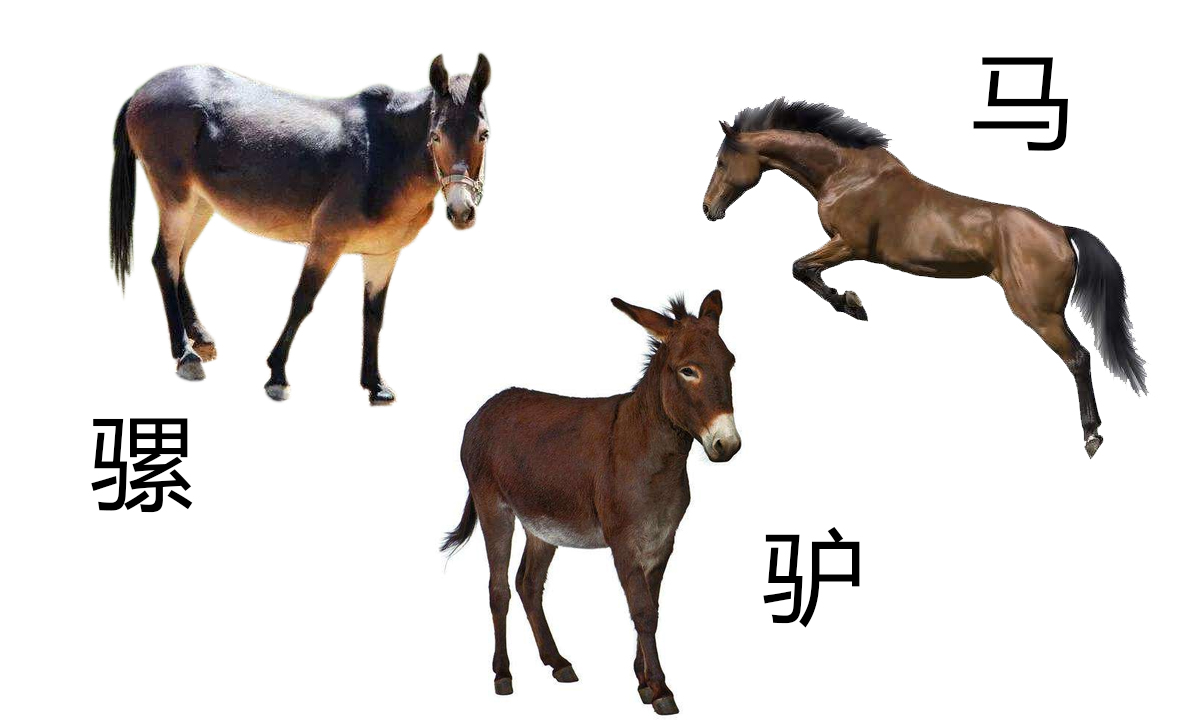 驴骡子马有什么区别,马驴子骡子都有什么区别呢