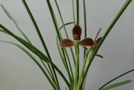 豆瓣兰养护方法,豆瓣兰深养还是浅养