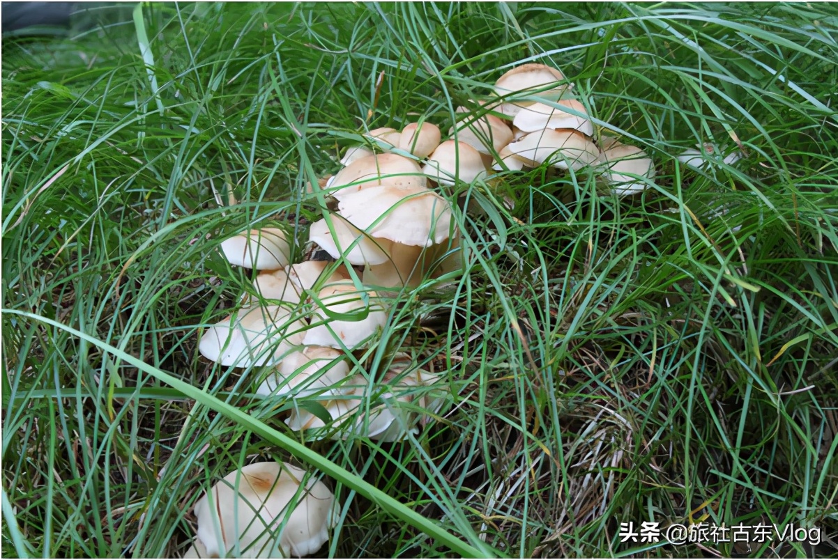 五台山风景名胜区的5点旅游攻略,五台山是避暑胜地有清凉山之称