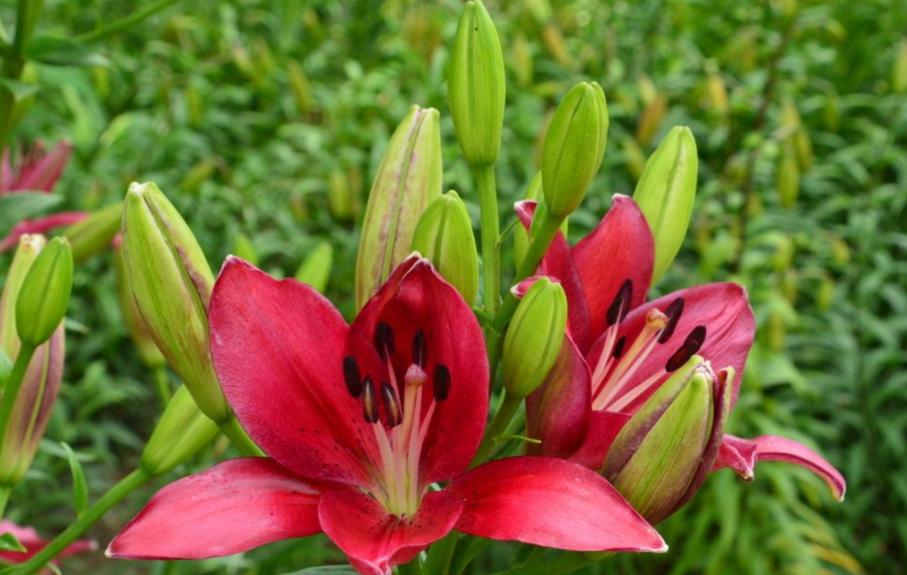 盆栽百合花怎样一年开两次,百合第一次开花能够持续多长时间