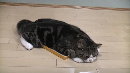 为什么猫咪捕猎尾巴一直动,猫老是追尾巴跑