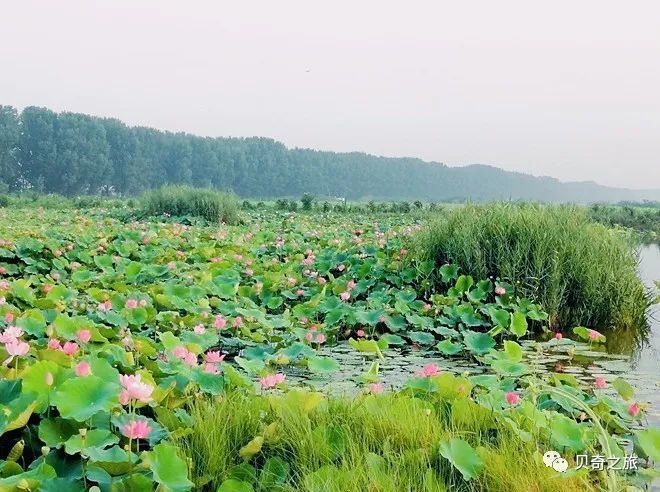 郑州赏荷花攻略,中国赏荷必去的地方